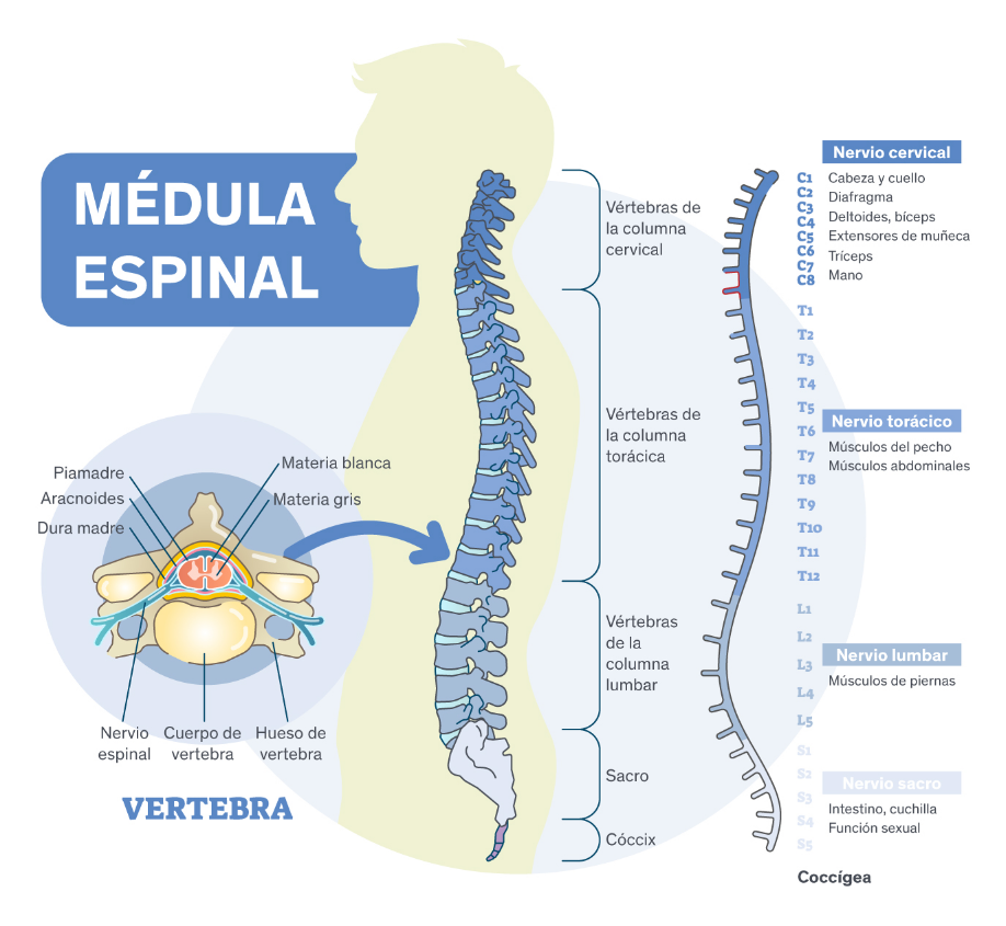 Infografía ilustrada de la medula espinal y todas las secciones de la columna vertebral