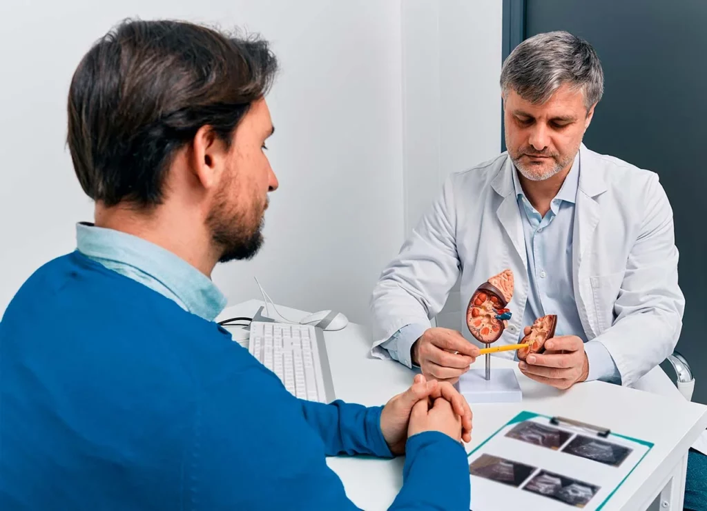 Médico en consulta explica a paciente sobre el trasplante de órganos mostrando un modelo de riñón.