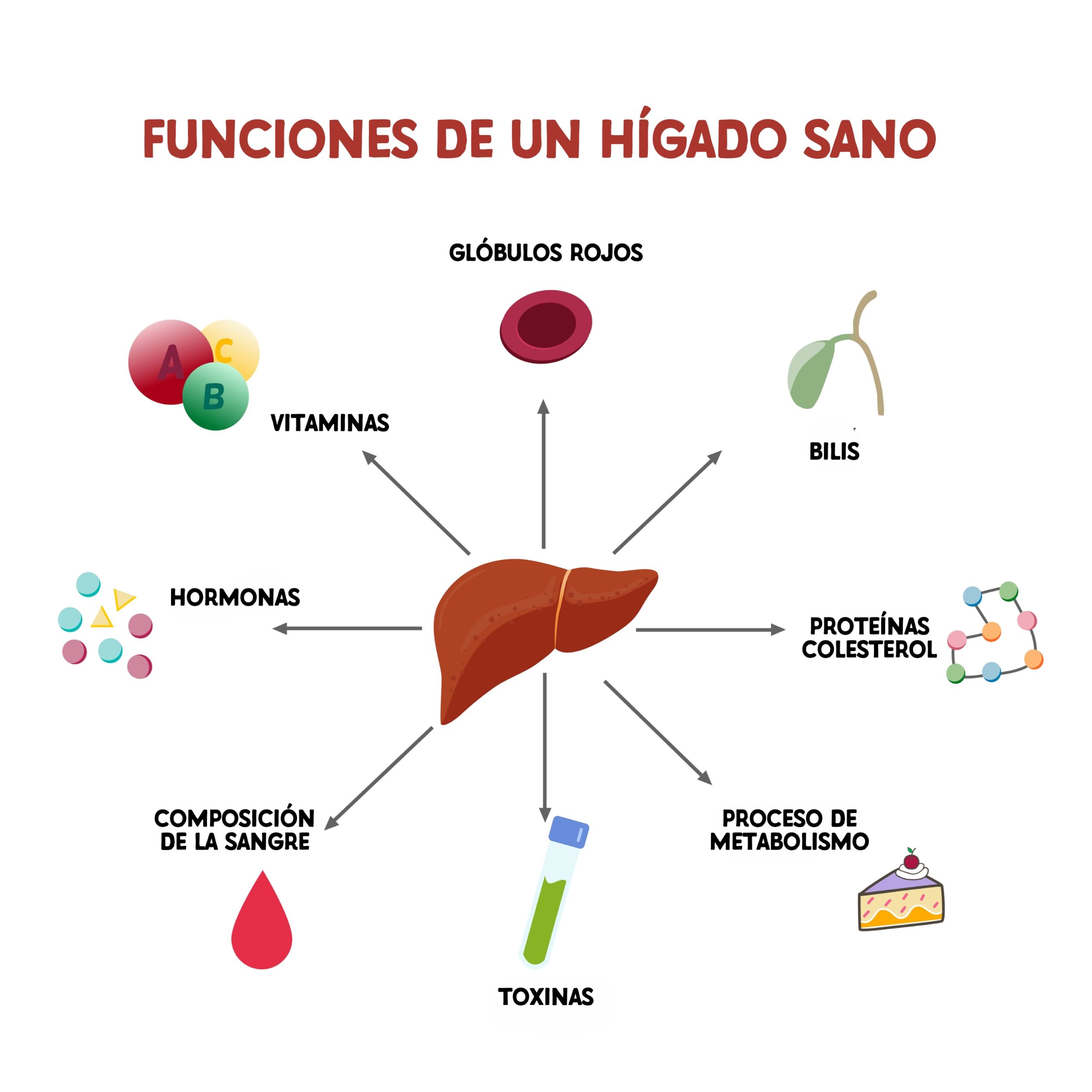 Esquema sobre cuál es la función del hígado en estado sano: alimentos, vitamina, proteína, toxina, sangre, plasma, bilis, concepto de hígado sano.